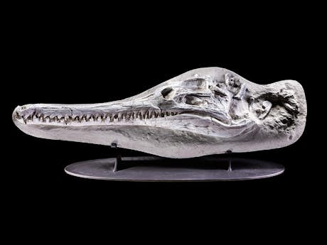 Schädel eines Crocodylomorph (Dyrosaurus phosphaticus)